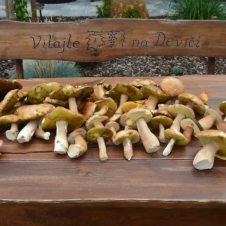 Ezathouse Devicie Krupina